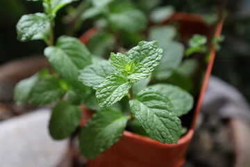 Freshly potted mint, a vibrant herb plant with aromatic leaves, perfect for food or herbal remedies, isolated on white