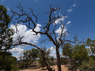 Grand Caynon Travel USA