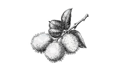 Exotic rambutan fruit sketch, vintage hand-drawn engraving, retro tropical decor, detailed black line art, botanical fruit illustration, old engraving style, tropical harvest art