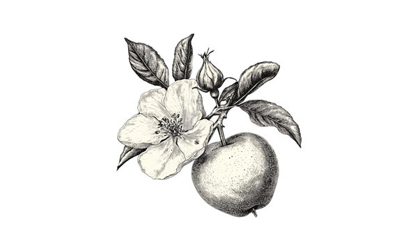 Tropical fruit engraving, vintage rose apple illustration, detailed hand-drawn botanical sketch, antique style art, black line drawing, retro home decor, stylish fruit print, nature theme