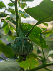 Round green eggplant fruit with white stripes that grows on the tree, usually used for fresh vegetables or can be eaten raw, is in the garden in the afternoon.