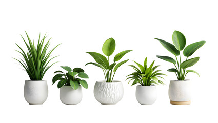 Fototapeta premium green plant in a pot