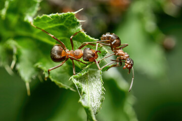 Two reddish-brown ants on a green, textured leaf