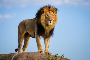 Obraz premium Majestic Lion in the Wild Powerful Symbol of African Wildlife and Strength animals 
