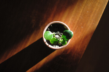a small green plant, planted into a pink flower pot, seen on an antique dresser in a bright summer...
