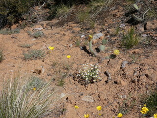 Grand Caynon Travel USA