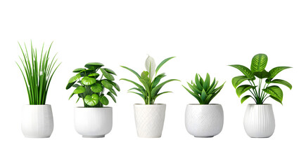 Obraz premium Green plant with leaves growing in a pot isolated on white background