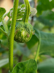 Round green eggplant fruit with white stripes that grows on the tree, usually used for fresh vegetables or can be eaten raw, is in the garden in the afternoon.
