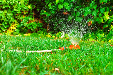 Garden lawn sprinkler spraying water over green grass during summer day irrigation