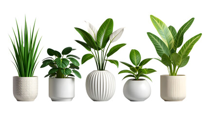 Fototapeta premium Green plant growing in a pot placed indoors for decoration and freshness