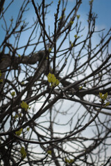 nature awakening the first green leaves on the tree branches
