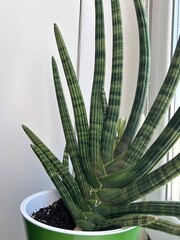 Sansevieria Suffruticosa Budding Indoors on Windowsill. Macro photo of Sansevieria suffruticosa...