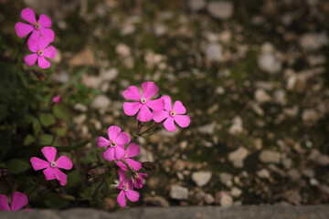 purple flower with green leaves among the stones
