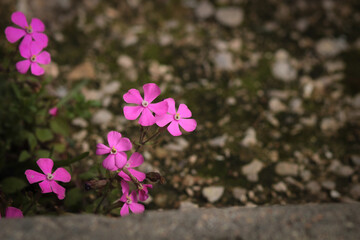pink flowers on the ground