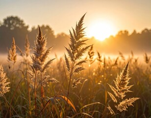 Golden Sunrise Over Meadow