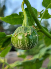 Round green eggplant fruit with white stripes that grows on the tree, usually used for fresh vegetables or can be eaten raw, is in the garden in the afternoon.