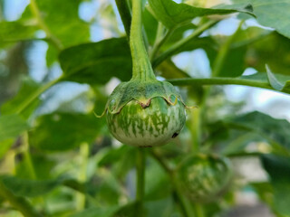 Round green eggplant fruit with white stripes that grows on the tree, usually used for fresh...