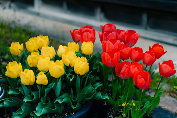 close-up of wild red and yellow tulips Tulipa gesneriana