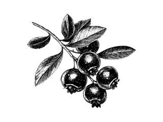Bilberry fruit engraving, vintage berry illustration, hand-drawn sketch in black ink, antique style botanical art, old-fashioned food print, rustic plant decor, organic fruit art