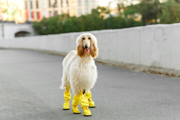 Happy Golden Afghan Hound dog sitting in a sunny park