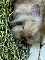 cute fluffy lop eared rabbit