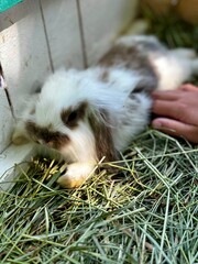 cute fluffy lop eared rabbit