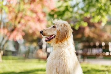 Happy Golden Afghan Hound dog sitting in a sunny park