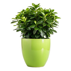 Vibrant green potted plant with lush leaves in a modern lime green planter isolated on transparent background