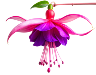 "Hanging Fuchsia Flower in Pink and Purple, Side View with Curved Stem, Isolated PNG"And transparent the background.