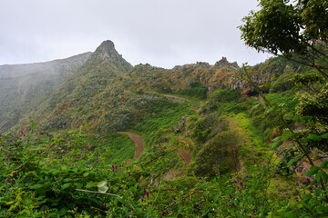 Potato crop on terraced volcanic field