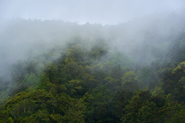 Misty laurisilva forest in Anaga