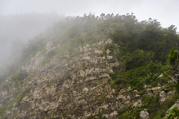 Foggy forested cliff in Anaga