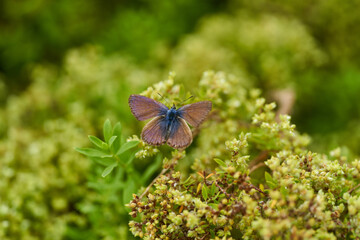 Blue butterfly on green flowers