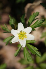 small white flower close up among green leaves
