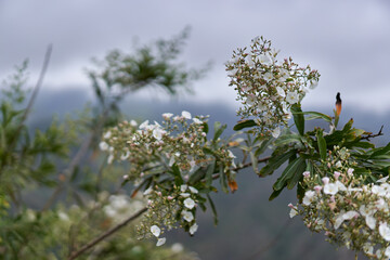 White flowers in mountain fog