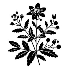 Minimal black and white icon of St. John’s Wort, isolated medicinal herb illustration for herbal product packaging, natural remedies, and botanical branding
