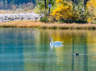 Mute swans enjoying the clear waters of Lago di Dobbiaco. Their elegant forms mirrored on the...