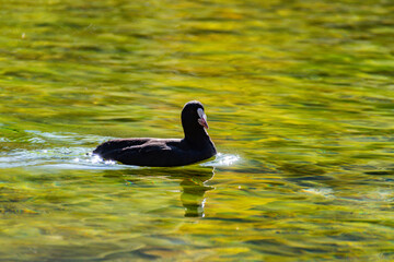 A solitary Common Coot (Eurasian Coot) gracefully swimming in the clear, green-tinged waters of Lago di Dobbiaco, Italian Dolomites. A unique waterfowl in its natural habitat.