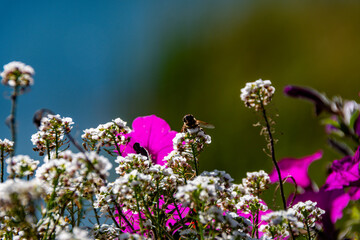 Close-up of a bee on white alyssum flowers, with a pop of fuchsia and a clear blue sky. A symbol of summer, nature, and the beauty of insect life.