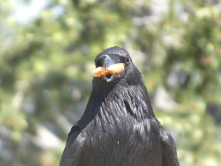 Bird holding food