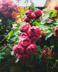 bouquet of roses
