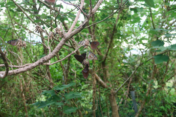 Blue Tiger Butterfly (Tirumala limniace) Feeding in Taipei Forest ,Taiwan