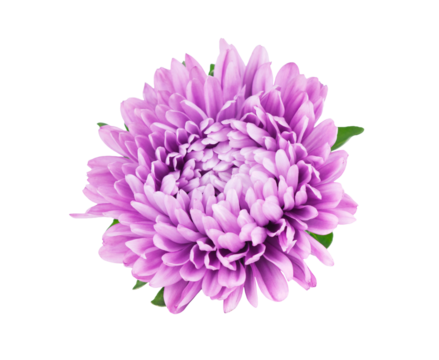 Beautiful aster flower closeup isolated on transparent background. Png format