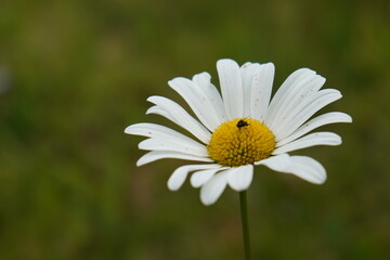 Obraz premium white daisy flower