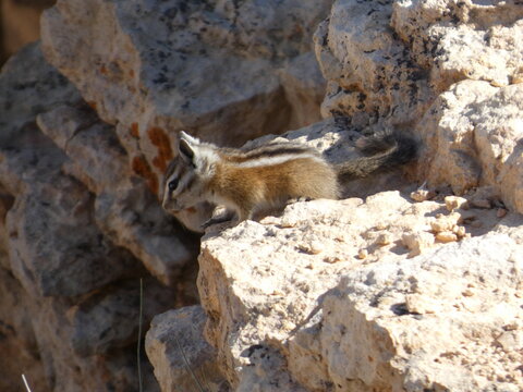 Ecureuil Squirle