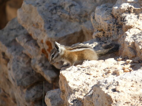 Ecureuil Squirle
