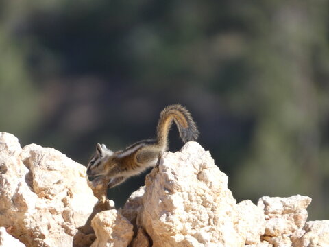 Ecureuil Squirle