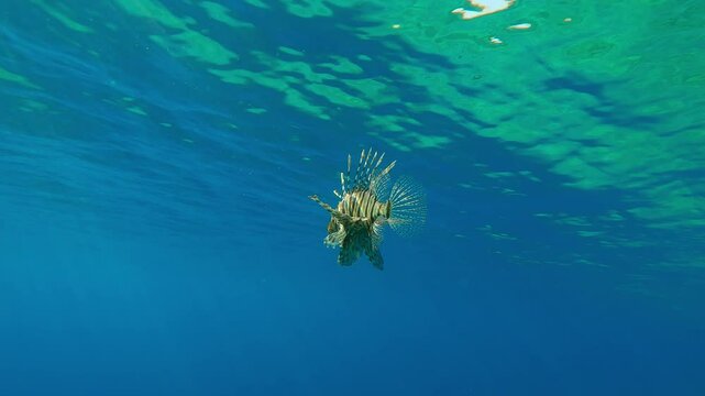 Small ball of Silversides Atherina fish swims in blue water, sparkling in the sunshine, while Full Beak or Red Sea Houndfish (Tylosurus choram) swim nearby, backlit by sun with sunglare on the lens