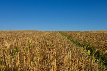 Expansive field of ripe barley swaying gently in the breeze stretches towards the horizon under a bright blue sky, indicating harvest season
