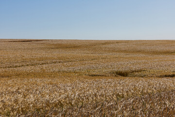 A vast expanse of golden barley sways gently in the breeze, under a bright blue sky, showcasing the...